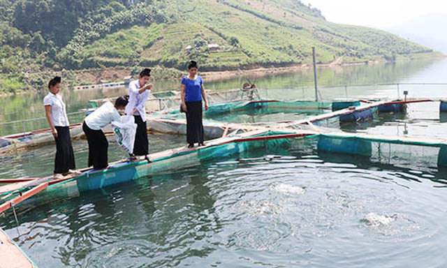 Phát triển HTX thủy sản trong vùng hồ thủy điện