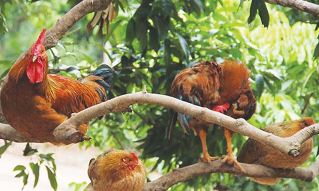 Xây dựng thương hiệu gà Tiên Yên qua HTX