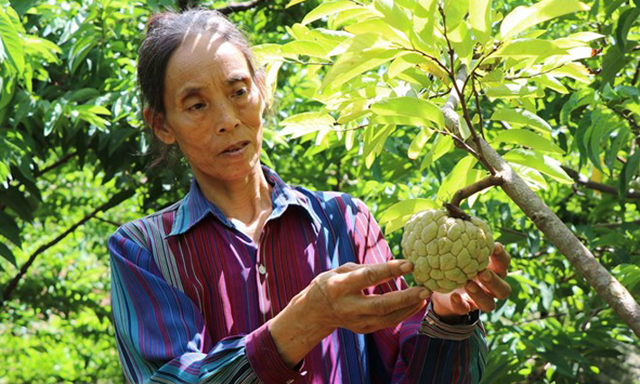 Liên kết trồng na tạo vùng chuyên canh hàng hóa