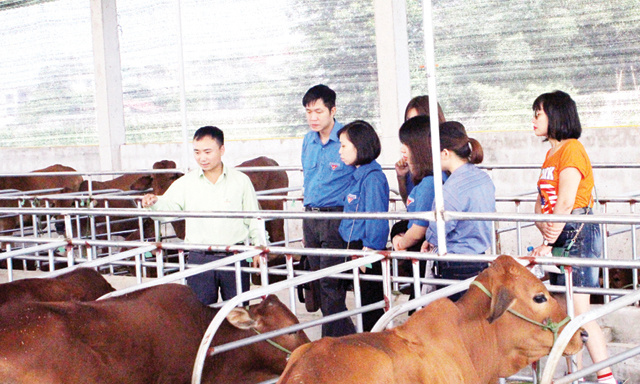 BO-LUONG-NHGIN-USD-1995-1548730892.jpg