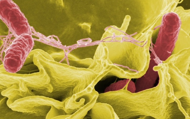 Dừng nhập khẩu 12 sản phẩm có nguy cơ nhiễm Salmonella Poona