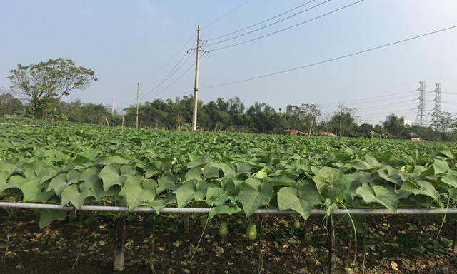 VinEco cùng nông dân làm giàu từ đồng ruộng