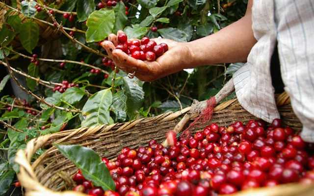 Giá cà phê hôm nay lại giảm, giá tiêu chao đảo