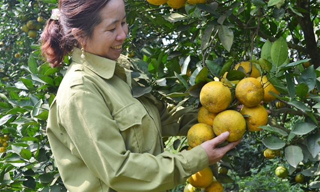 Môi trường xanh nhờ trồng trọt kết hợp chăn nuôi