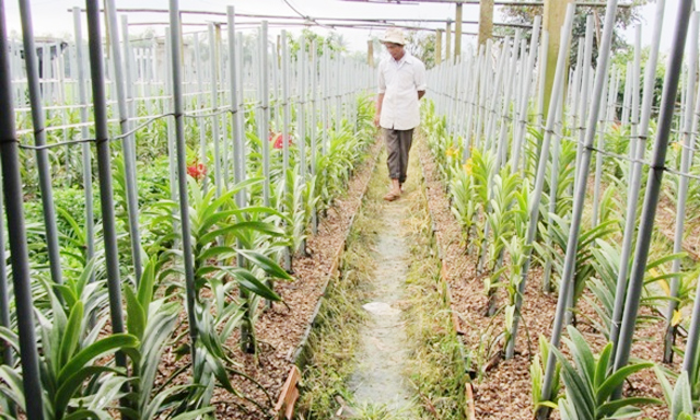 Hiệu quả từ trồng hoa công nghệ cao trên đất cát