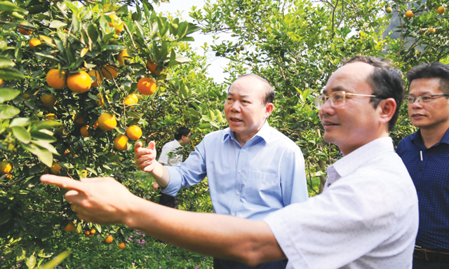 Chủ tịch Liên minh HTX Việt Nam làm việc tại Hòa Bình