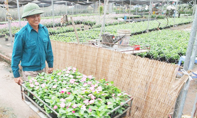 HTX Văn Quán: Hiệu quả trồng hoa trên đất bãi