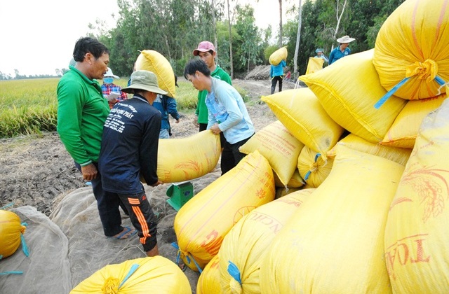 Thị trường khơi thông, giá lúa đang nhích lên