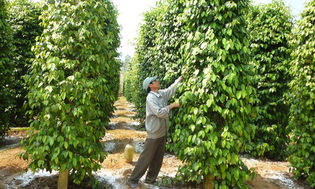 Hồ tiêu liêu xiêu vì mất giá