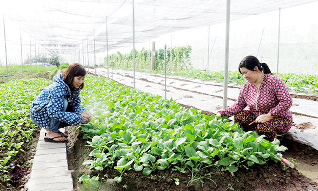 HTX Phù Vân: Lợi ích kép trên cánh đồng hữu cơ