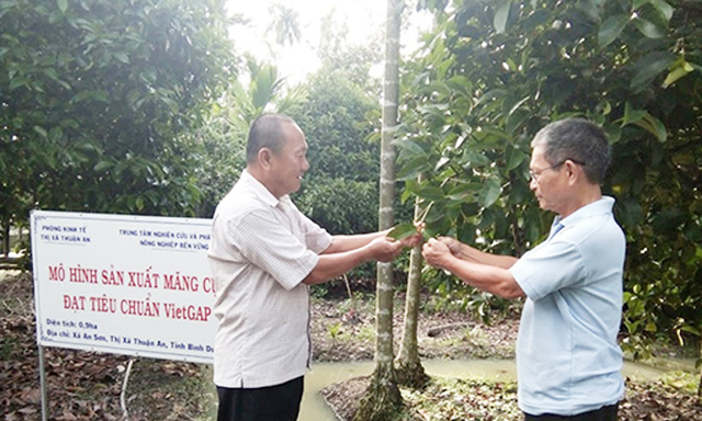 mang-cut-lai-thieu-JPG-1135-1551190304.j