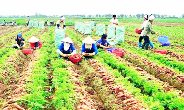 HTX Đức Chính: Sức bật từ sản xuất nông nghiệp an toàn