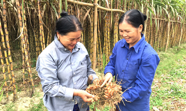 Nữ giám đốc năng động - điểm tựa cho HTX