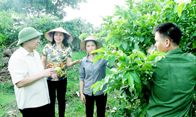 HTX Vượng Phát sản xuất an toàn, kết nối tiêu thụ