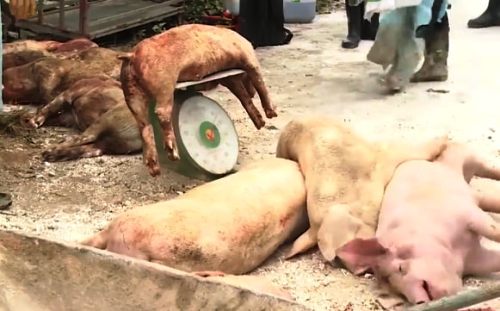 7 tỉnh thành phát hiện dịch tả lợn châu phi, tiêu hủy hơn 4.000 con