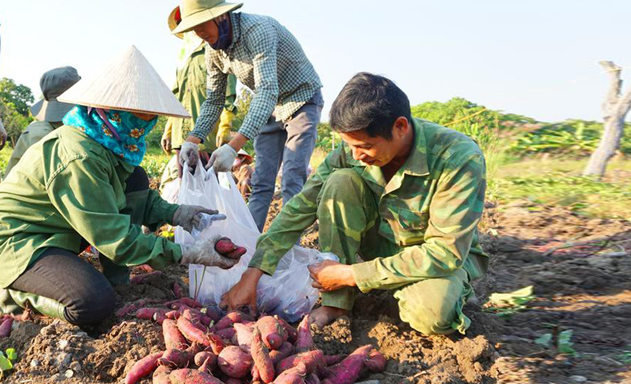 Mạnh ai nấy làm, nông sản khó thoát mất giá