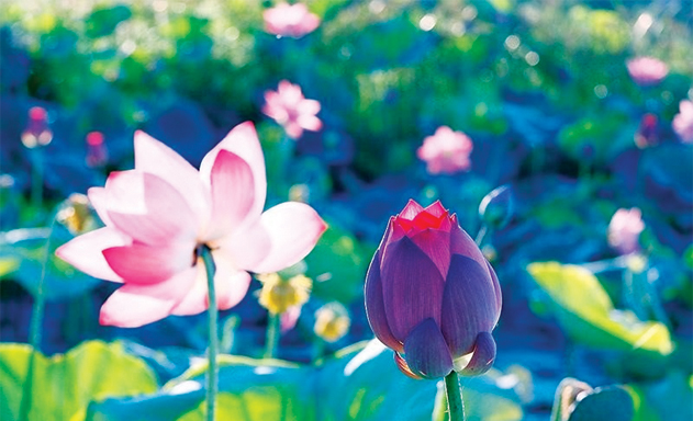 Dự án “Hợp tác xã với Bác Hồ”: Di thực giống sen từ Phú Yên ra trồng