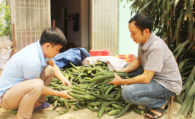 Khởi nghiệp với dưa chuột Nhật