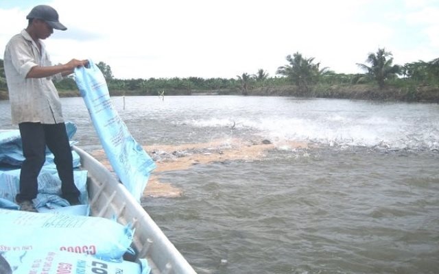 Giá cá tra lao dốc mạnh