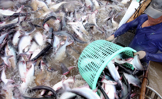 Cá tra chìm nổi vì tâm lý ăn xổi