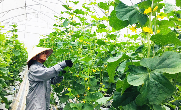 HTX Song An đổi mới sản xuất, đảm bảo an toàn lao động