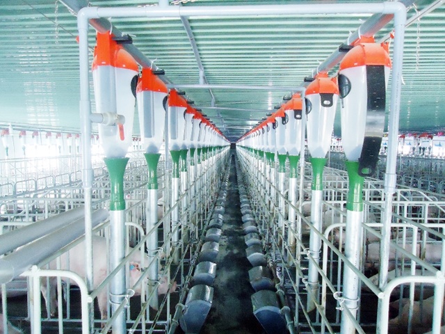 Mavin áp dụng công nghệ chăn nuôi mới, năng suất cao, không lo dịch bệnh