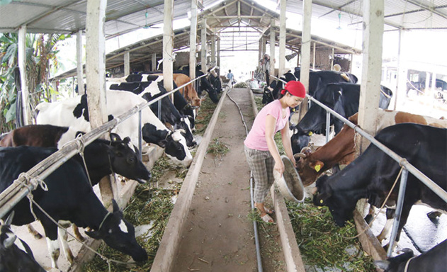 mo-hinh-nuoi-bo-kieu-moi-JPG-1317-155300