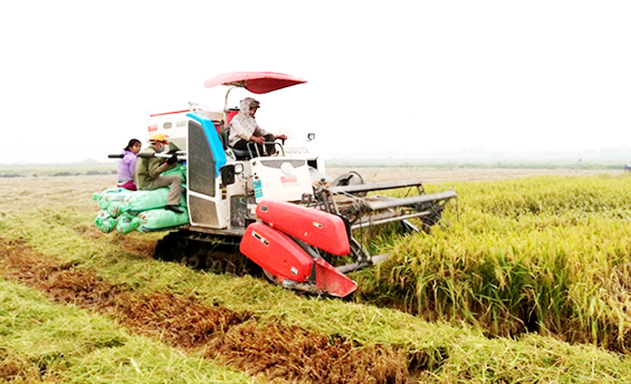HTX Tường Mai A hiện đại hóa, giải phóng sức lao động