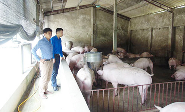 mo-hinh-chan-nuoi-cua-htx-tuan-7287-8292