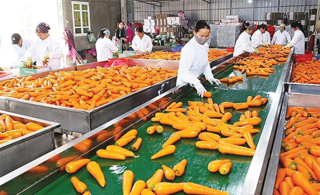 Thiếu thông tin, khó mở rộng xuất khẩu