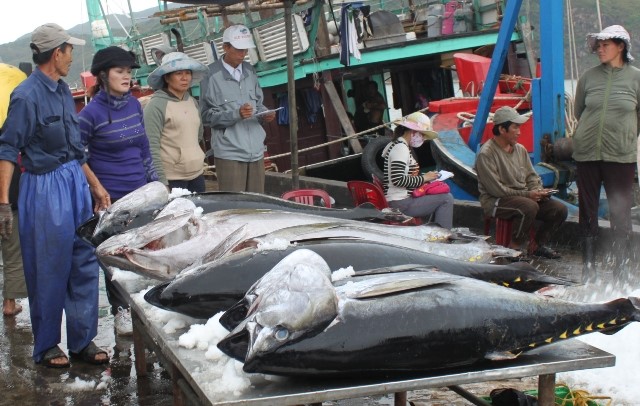 Cá ngừ xuất sang Mỹ khó khăn vì phải cạnh tranh với Thái Lan