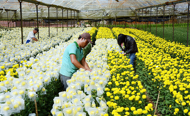 Liên kết trồng hoa, đảm bảo an toàn lao động