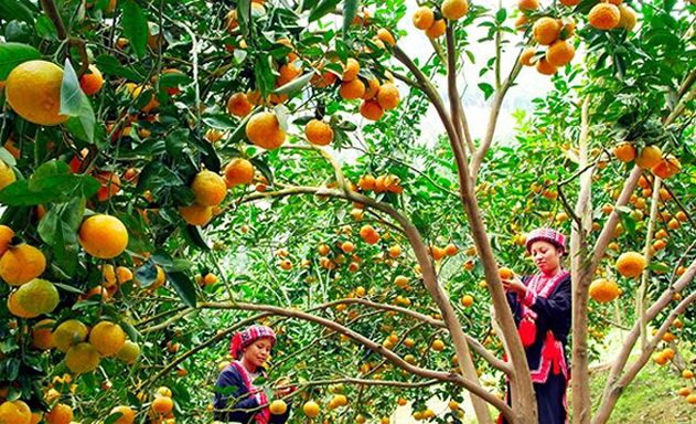 Sản xuất nông nghiệp nói không với hóa chất độc hại