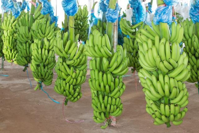 THADI xuất khẩu lô hàng chuối đầu tiên trị giá gần 500.000 USD