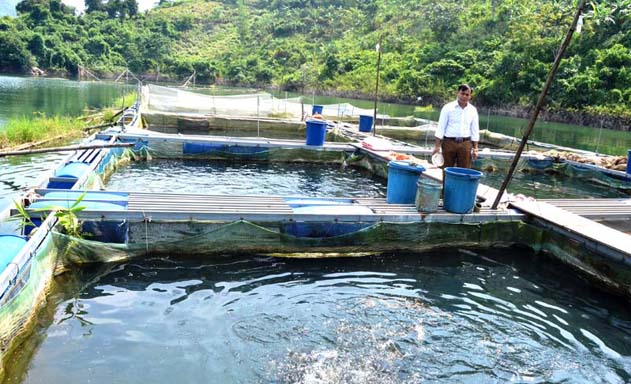 HTX Ta Gia: Sức bật kinh tế từ mô hình nuôi cá lồng