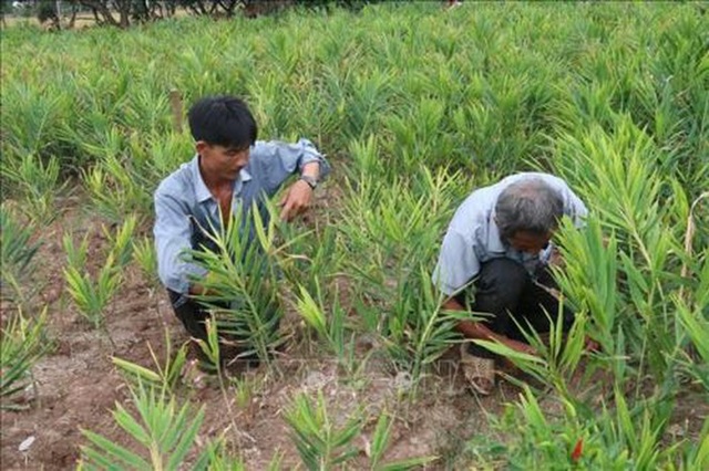 Sẽ chuyển đổi trên 126.000ha đất lúa kém hiệu quả tại Nam bộ