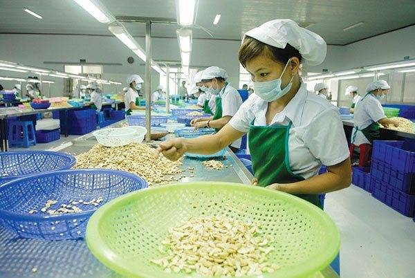 Nguyên liệu điều nhập khẩu tắc cảng vì mọt cánh cứng