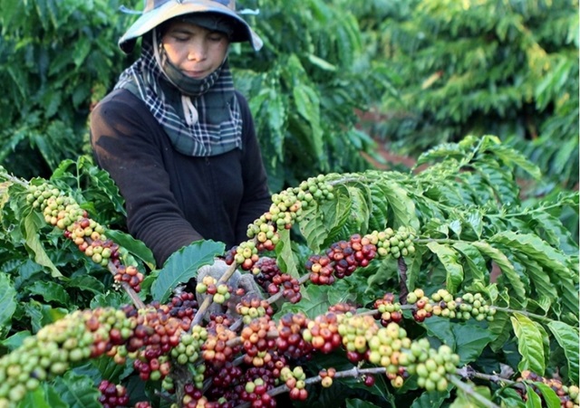 Giá cà phê tiếp nối đà giảm tuần trước, sụt 200 đồng/kg