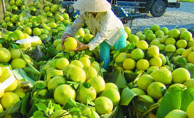 Chuỗi liên kết giá trị từ Trung tâm hỗ trợ nông dân