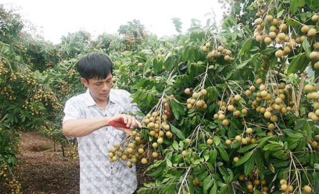Hợp tác xã biến vùng đất dốc thành 
