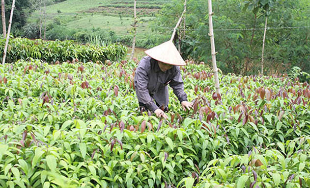 Liên kết để cùng nhau khởi nghiệp