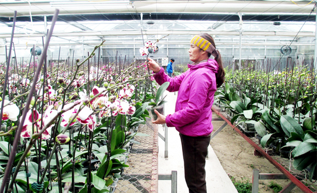 Hợp tác xã Việt Hưng trồng hoa không quên bảo vệ môi trường