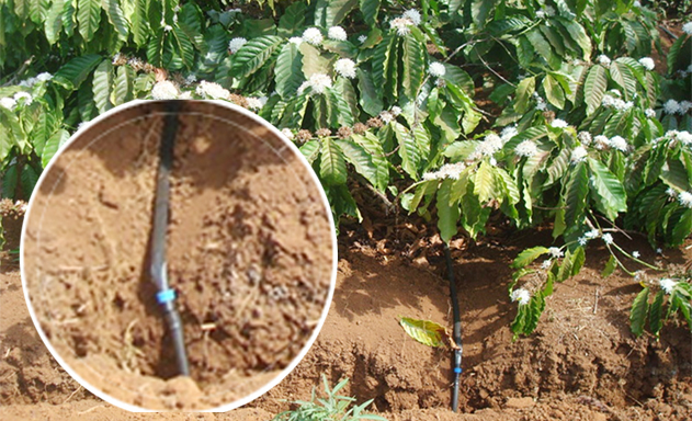 Hợp tác xã tiên phong chế ngự khô hạn ở Tây Nguyên