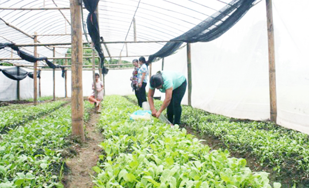 Hợp tác xã Tà Lạc bứt lên nhờ trồng rau an toàn