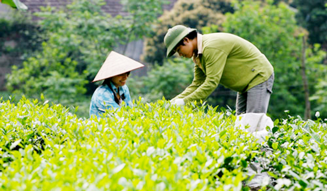 Sản xuất an toàn tạo danh tiếng cho hợp tác xã Tâm Trà Thái