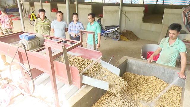 Hợp tác xã Thổ Bình hưởng lạc từ... cây lạc
