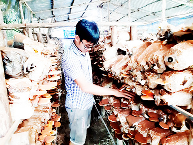 Trồng nấm hữu cơ, hợp tác xã Vĩnh Ngọc vừa phát triển kinh tế vừa góp phần ổn định xã hội