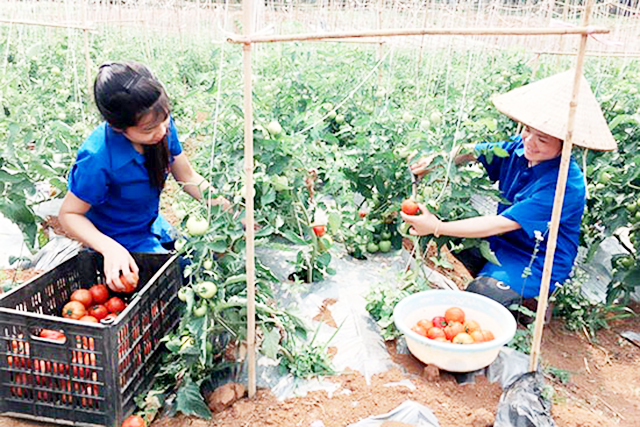 Hợp tác xã mở đầu ra cho sản phẩm nhờ sản xuất an toàn