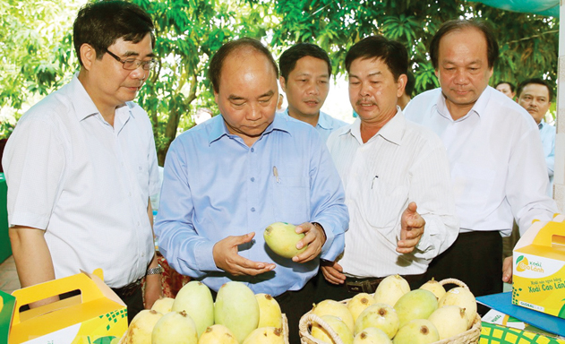 Quy trình sản xuất của lô xoài đầu tiên xuất sang Mỹ
