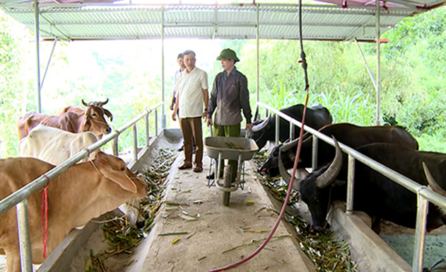 HTX Mường Mươn 1 chuyển mình mạnh mẽ nhờ chăn nuôi an toàn